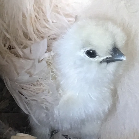 Meet your Posher, Kristie - Picture 2 of 3